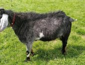 Продам козу, 2-х зааненских коз, одна чистопородных с родословной, Вторая на