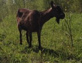 Продам козу, Сукозная полунубийская коза, будет второй окоз в середине июня, покрыта 100