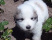 Продам собаку московская сторожевая, самка в Москве, тся щенки Пиренейской горной собаки