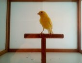 Продам птицу в Челябинске, Канарейки, канарек желтых, зеленых и белого окраса, Цена