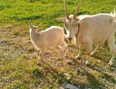 Продам козу в Пскове, Родилась 7 апреля, козочка с родословной, со 2 го отела,