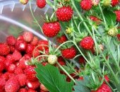Продам ягоды в Москве, Здравствуйте! Предлагаю большой выбор свежих ягод и грибов