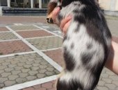 Продам собаку такса, самка в Новокузнецке, очаровательных щенков таксы, Есть кроличьи и