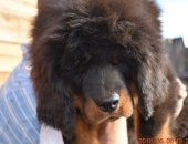 Продам собаку мастиф, самка в Хабаровске, Девочки тибетского а 100 китайской крови
