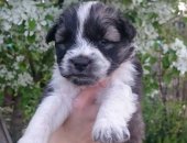 Продам собаку кавказская овчарка в Братске, Красивые щенки, обнаружены на даче под