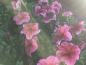 Продам комнатное растение в Иркутске, Предлагаю широкий ассортимент цветочной рассады