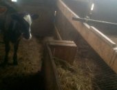 Продам корову в Майртупе, Красностепная, дойная корова вместе с черным теленком, Все 3