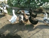 Продам с/х птицу в Ханской, Принимаем заказы на мясо домашней утки, утки выращены