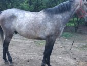 Продам лошадь в Нальчике, Англо-Араб 7 лет находиться в ипподроме обмен на бычков на убой