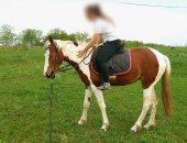 Продам лошадь в Армавире, Кобыла 2 года, рост примерно 150, добрая, покладистая девочка