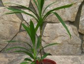 Продам комнатное растение в Саратове, Юкка многолетнее, внешний вид которого напоминает