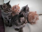 Продам кошку, самец в Боре, Пятеро очаровательных котят ищут добрые хозяйские ручки,