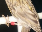 Продам птицу в Нижневартовске, Канарейка, канарейку две самки 2018 года, Птица крепкая