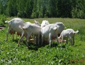 Продам козу в Серпухове, Зааненские козы, дойных коз, Окоты 2й, 3й, 4й и 5й, Есть молодая