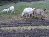 Продам козу в Каменске-Шахтинском, Породистые козы, тся породистые козы зааненская