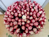 Продам комнатное растение в Ростове-на-Дону, Букеты роз в розницу по оптовым ценам! Наши