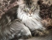 Продам мейн-кун, самка в Тюмени, Найдена кошка породы Мейн кун, около двух лет! Проходила