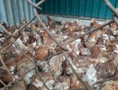 Продам птицу в Калининской, населению кур-несушек яичных пород с доставкой по краю от