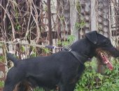 Продам собаку ягдтерьер в Оренбурге, Д, р 29, 04, 18, Первые два фото отец щенков и его