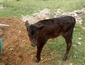 Продам корм для грызунов в Грозном, Корова и телочка 1 месяц, корову 3 раз отелилась
