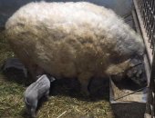 Продам свинью в Ванине, поросят отличной мясо-сальной породы "Венгерская мангалица