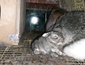 Продам заяца в Майкопе, Кролики на племя, молодые и взрослые до 10кг, французкий
