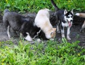 Продам собаку сибирская хаски, самец в Новосибирске, недорого тся красивые голубоглазые