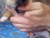 Продам собаку чихуахуа в Туле, Чишка, тся малыш рождён 29, 04, кушает самостоятельно