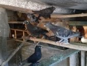 Продам птицу в Ставрополе, андижанских голубей, продается все поголовье, около 30
