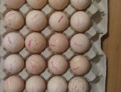 Продам с/х птицу в Астрахани, Фото с печатью Кобб 500 последнее, чешское яйцо все с