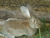 Продам заяца в Сызрани, 2х мододых самцов и одну самку очень хорошие, самка рыжая, есть