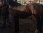 Продам лошадь в Барабинске, жеребца и кобылу орловской рысистой породы, жеребцу 6 лет