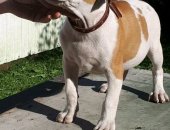 Продам собаку стаффордширский терьер, самка в Новосибирске, замечательных щенков