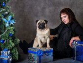 Продам собаку мопс, самка в Ставрополе, Питомник предлагает, : Очаровательные ики