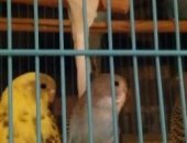 Продам птицу в Тюмени, ться птенчики волнистых попугаев, домашнее разведение, здоровые и