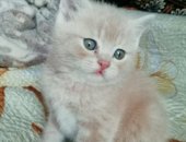Продам шотландская, самец в Барнауле, Шотландские котята, Котята с докуметами, Родители