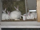 Продам заяца в Челябинске, тся кролики на племя выращенные по акселеративной технологии