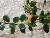 Продам комнатное растение в Биробиджане, цветок Гипоцирта