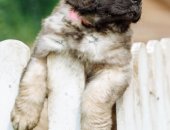 Продам собаку леонбергер, самка в Пушкине, Предлагаются к продаже щенки а от очень