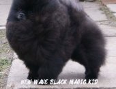 Продам собаку шпиц, самка в Санкт-Петербурге, Очень маленька, ровного чёрного цвета