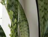 Продам комнатное растение в Биробиджане, Сансевиерию Щучий хвост, высота с учетом горшка