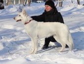 Продам собаку швейцарская овчарка, самец в Барнауле, Продаётся щенок Белой швейцарской