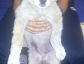 Продам собаку, самка в Комсомольске-на-Амуре, Красивые щенки, 3 щенка, Светлые - девочки