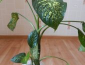 Продам комнатное растение в Биробиджане, Диффенбахию, Высота с учетом горшка 1метр