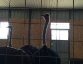 Продам с/х птицу в Тбилисской, В продаже страусята от 7 дней до 30! Так же в продаже