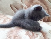 Продам британская, самка в Славгороде, Британско-шотландская кошечка, 1, 5 месяца,