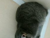 Продам кошку, самка в Екатеринбурге, Ищем старых или новых хозяев молодой кошечке