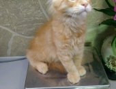 Продам мейн-кун, самец в Москве, Монопородный питомник кошек породы FAVORITE LAURIS