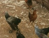 Продам с/х птицу в Дербенте, Цыплята породные и обычные домашние, Цыплятам около 5 месяца