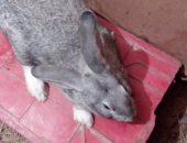 Продам заяца в Нижнем Тагиле, Кролики, кроликов Серый великан, Крупные 1 мес - 200 руб,